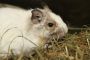 Degu weiß