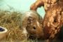 Degu Schecke